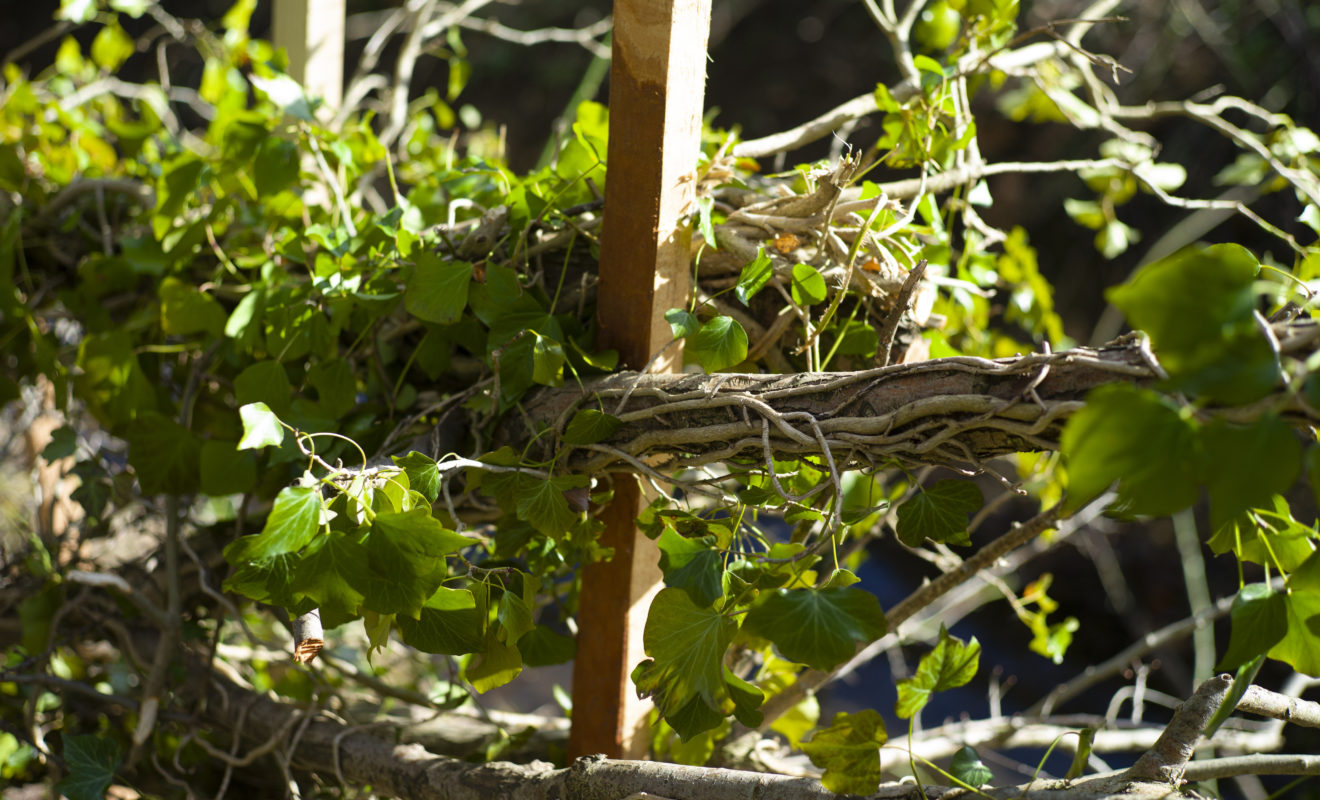 Close Up Of Branches & Vines