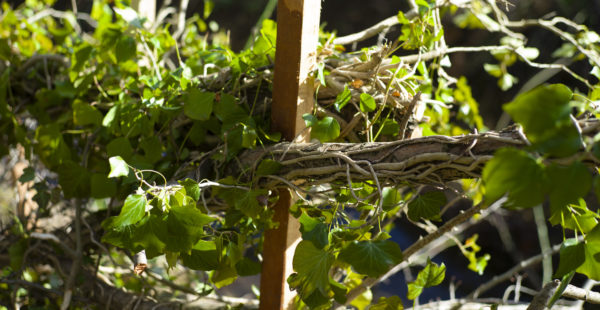 Close Up Of Branches & Vines