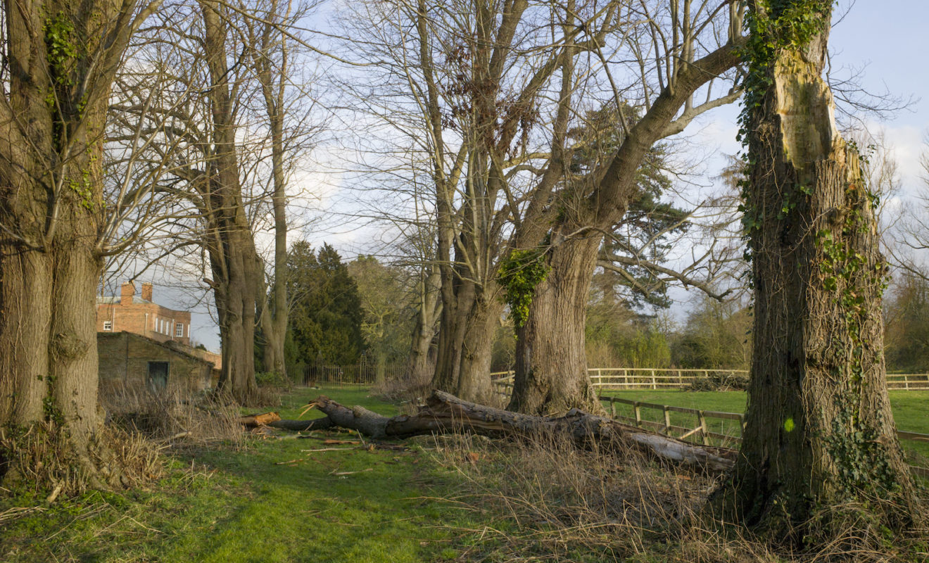 Tree fallen Down