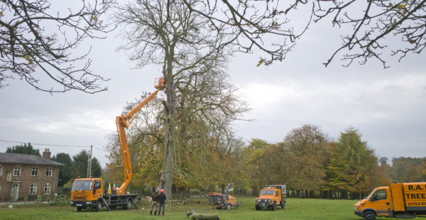 trimming tree