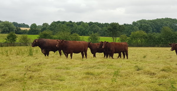 Regenerative Agriculture Lincoln Red Cattle Grazing in a grass field