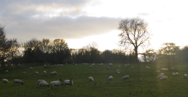 Sheep On Field