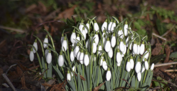 Snowdrops