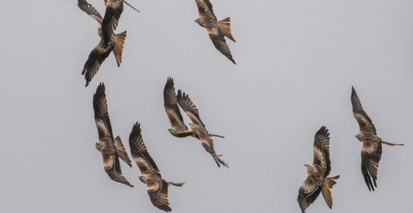 red kites