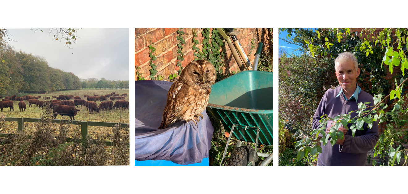 lincoln reds, tawny owl, colin & pipe