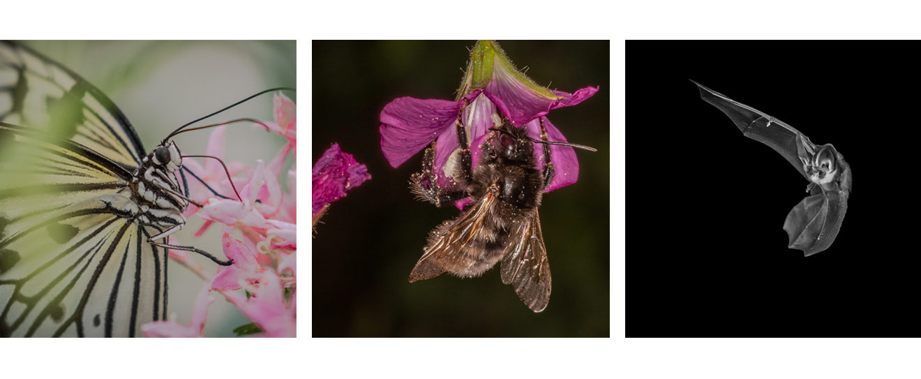 pollinators & bat