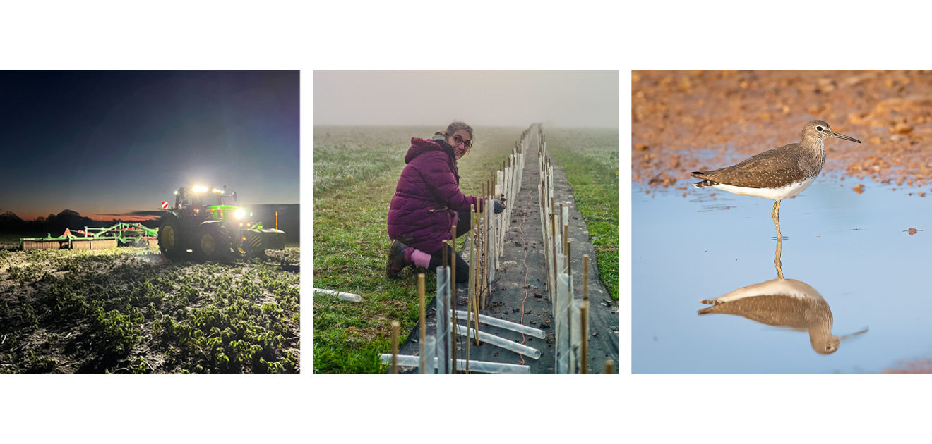 bean rolling, hedge laying, green sandpiper