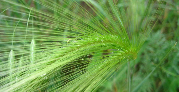 grass barley