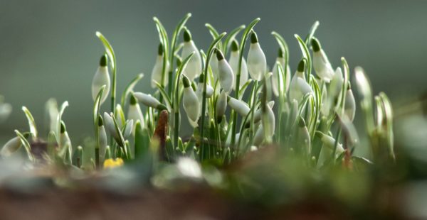 snowdrops