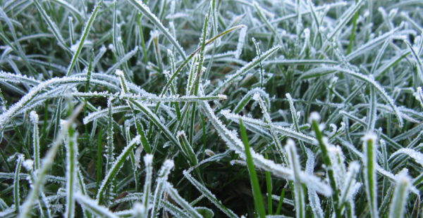 Frost On Grass