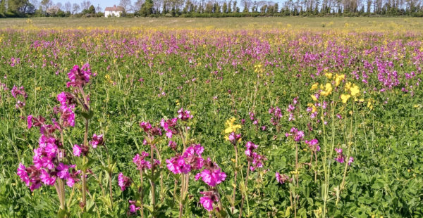 meadow flowers