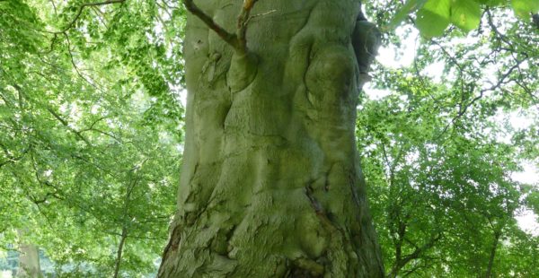 Tree Trunk