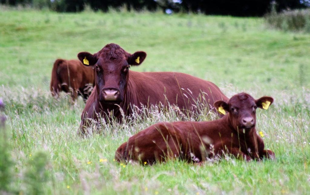 Lincoln Red Cattle | Rare Breed Cattle | South Ormsby Estate