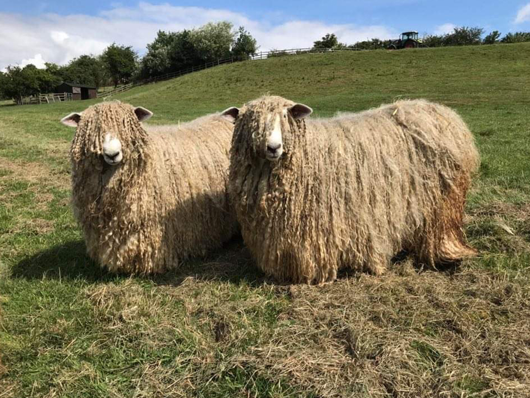 Two Lincoln Longwools with impressive hairstyles