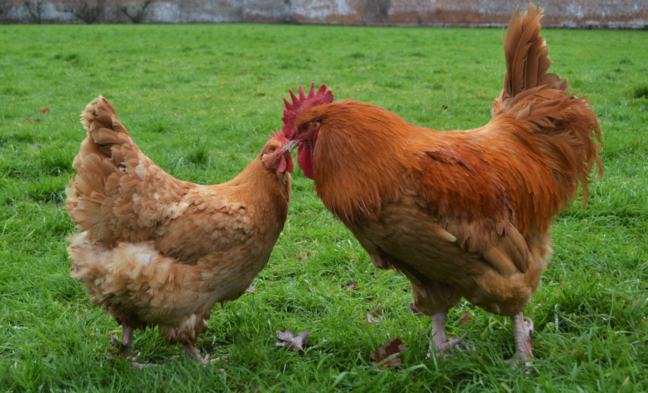 Lincolnshire Buff Chickens - 2