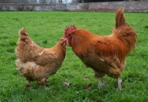 Lincolnshire Buff Chickens - 2