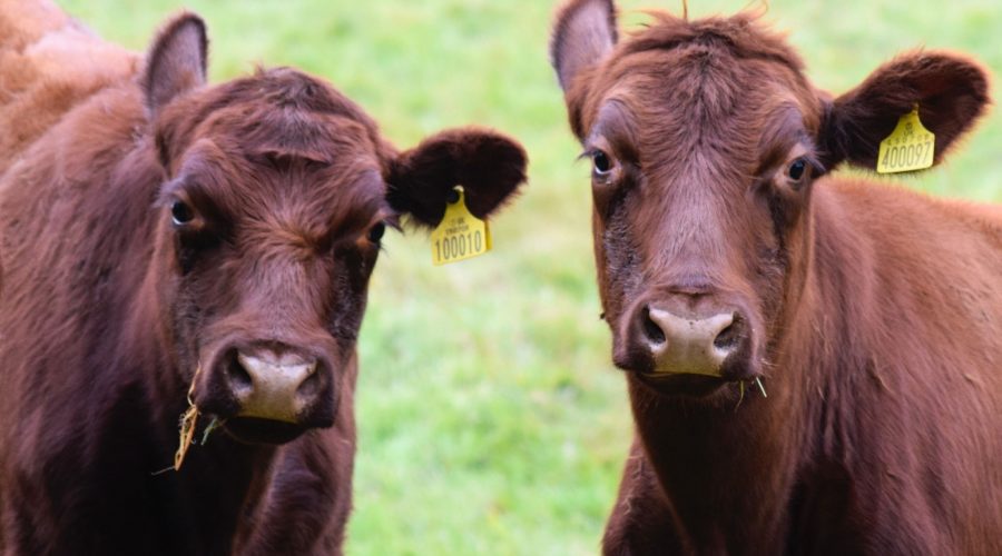 Lincoln Red Cattle