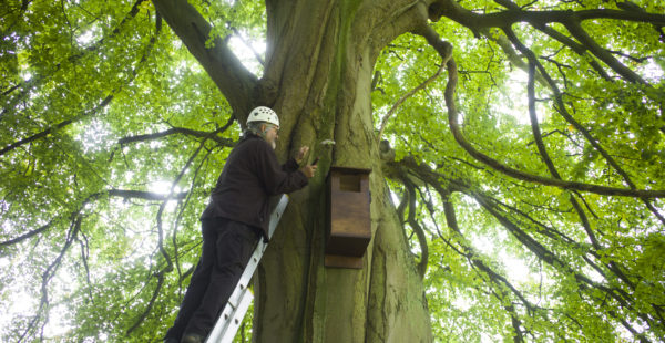 Man On Ladder