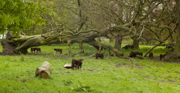 Tree Fallen Down