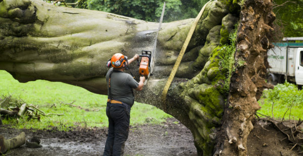 Man Cutting Tree