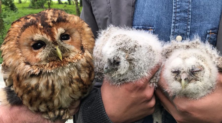 Tawny Owl and Tawny Owl Chicks at South Ormsby Estate