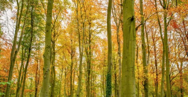 autumn trees