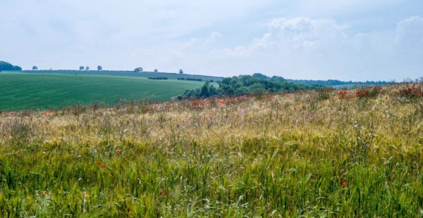 Rural Landscape