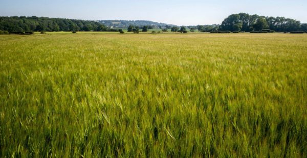 Lincolnshire Fields