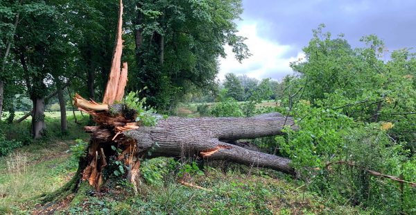 Tree Fallen Down