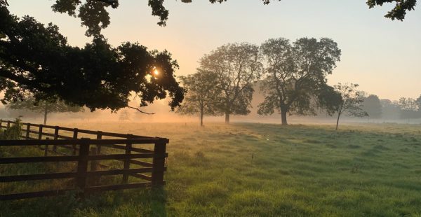 Mist On Field