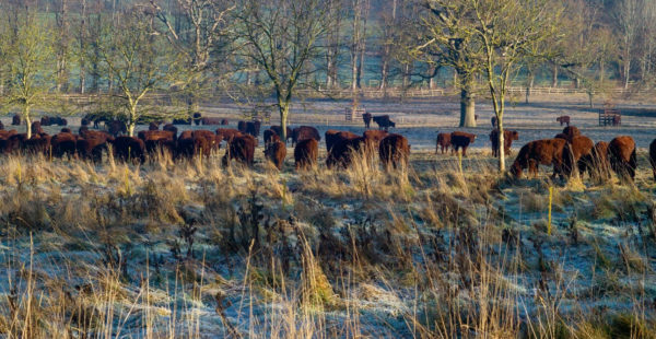 lincoln red cattle winter grazing