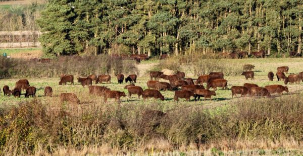 Lincolnshire Herd in Fields