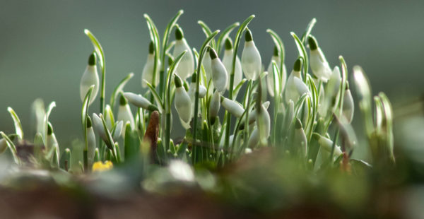 snowdrops