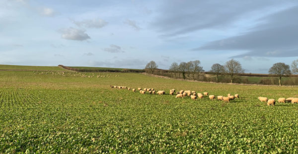 sheep at brinkhill