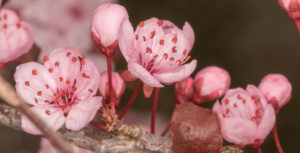 cherry blossom macro