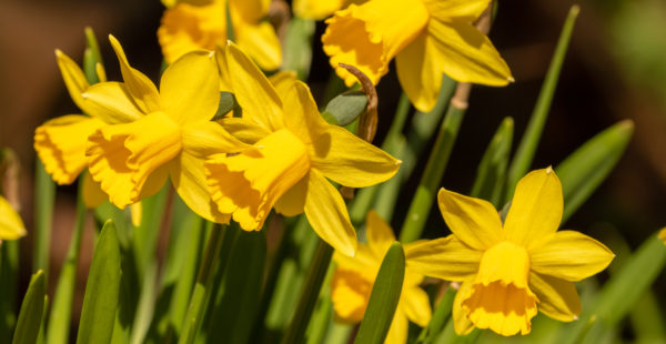 daffodils