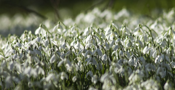 Close Up Of Snowdrops