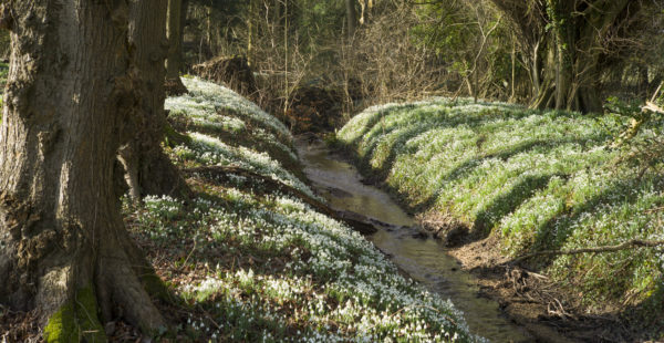 Nature Landscape