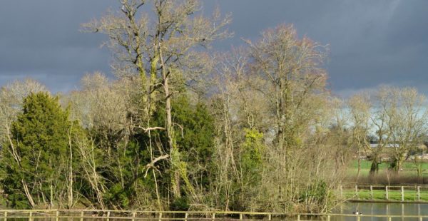 trees and pond in front of dark clouds