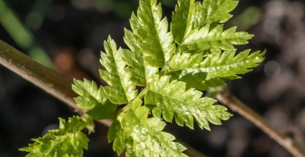 Close Up Of Leaf