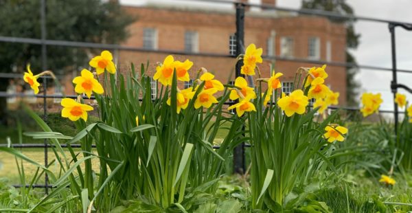 Daffodils