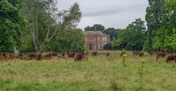 Lincoln Reds Grazing Banner