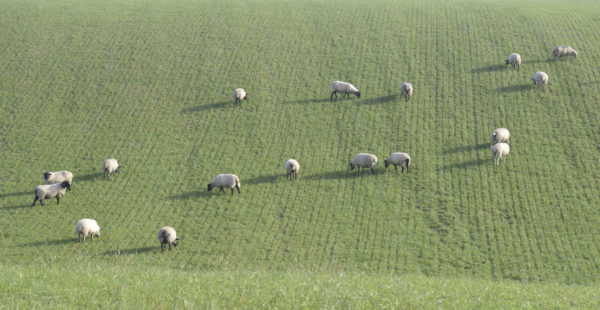 Sheep On Field