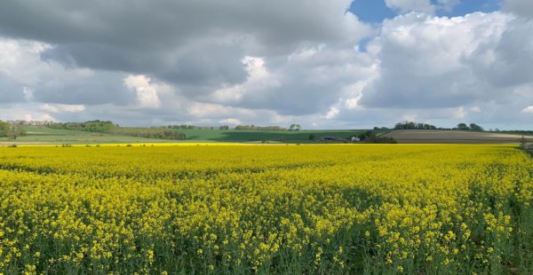 Open Fields