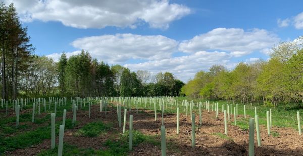 Planted Trees