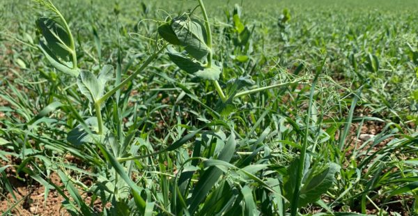 Close Up Of Field On Summers Day