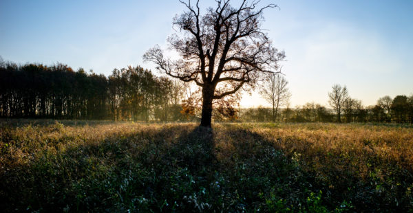 Fields of Trees