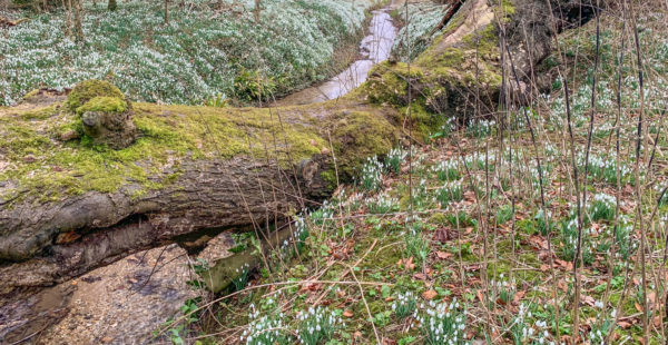 snowdrops