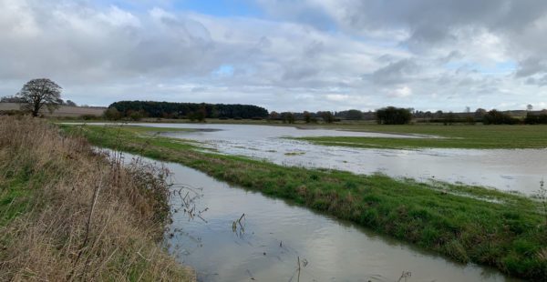 Flooded Fields