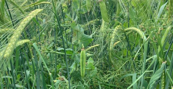 Long Grass